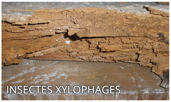 Expertise mérule Termites Insectes xylophages Pathologies ~ Insectes Parasites Du Bois Expertise mérule Termites Insectes xylophages Pathologies ~ Insectes Parasites Du Bois
