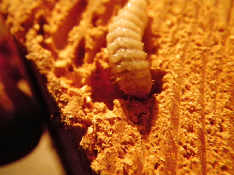 Spécimens insectes xylophages