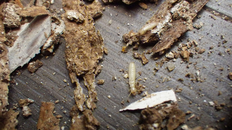 Termites
